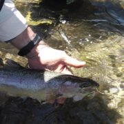 Fly Fishing Western Wyoming fly fishing guide outfitter release fishing blog
